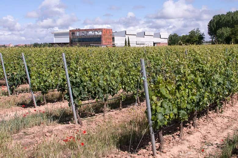 Vignobles de la cave Martín Berdugo