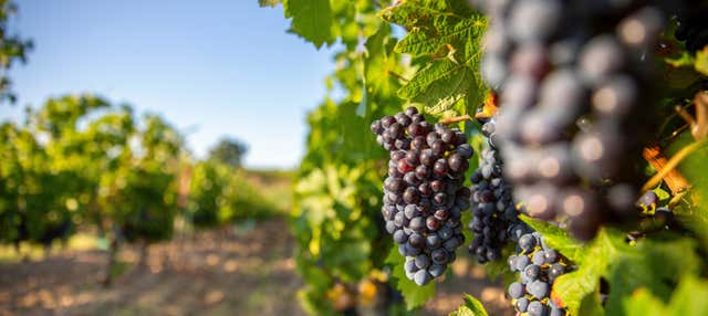Visita a la bodega Martín Berdugo