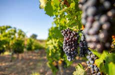 Visita a la bodega Martín Berdugo