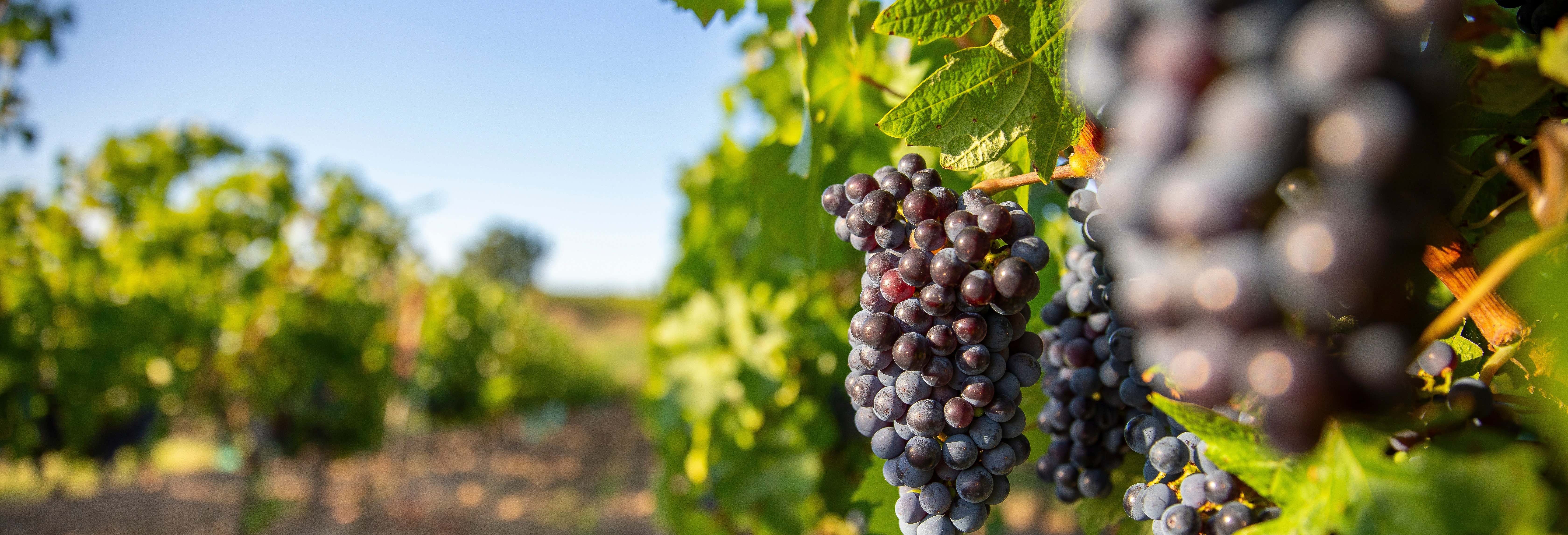 Gastronomía y enoturismo en Aranda de Duero