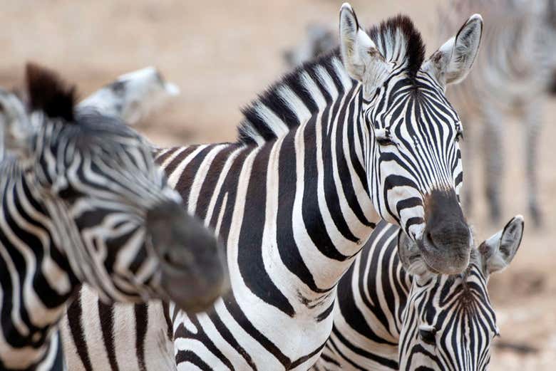 Zebre