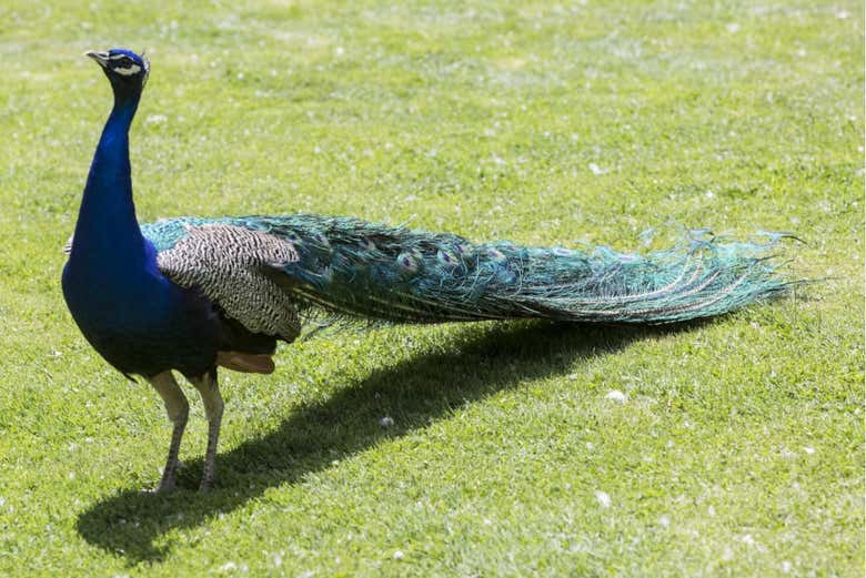 Pavo real