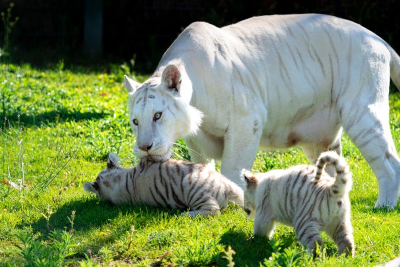 Tigres blancos