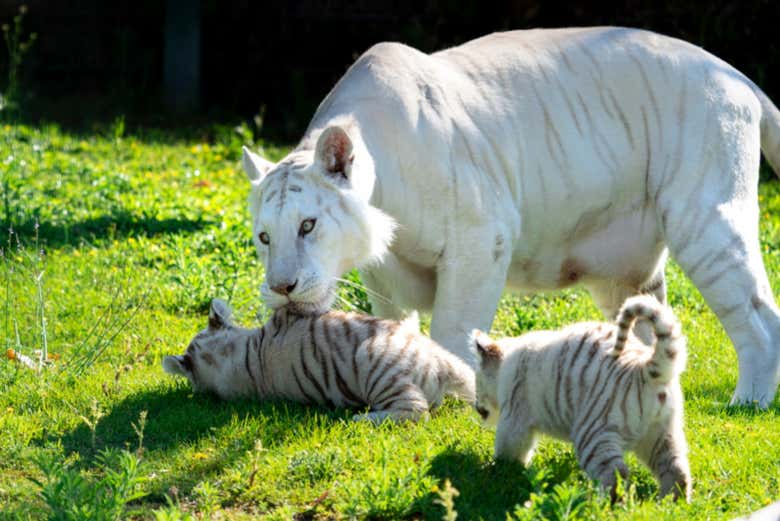 Tigres brancos