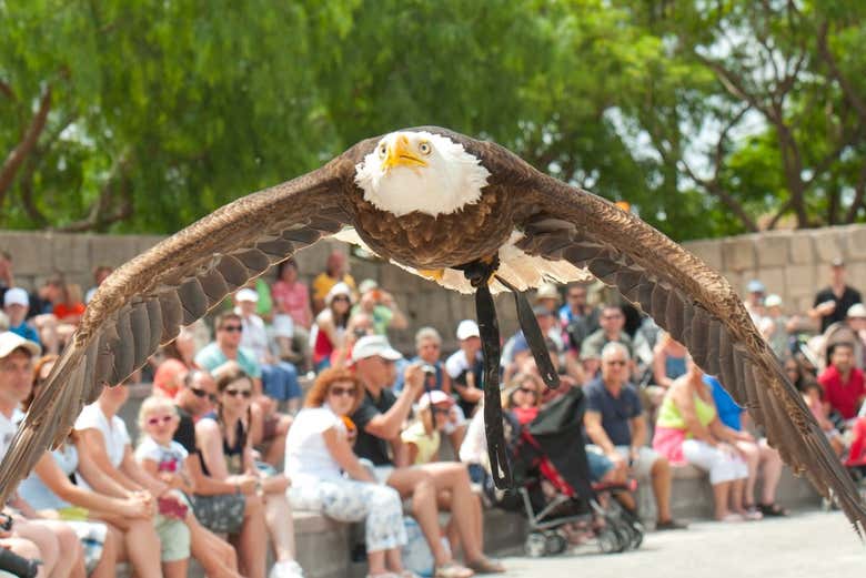 Birds of prey show at the Jungle Park