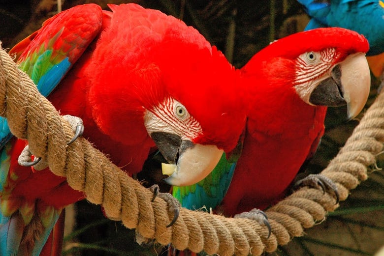 Una pareja de guacamayos en el Jungle Park