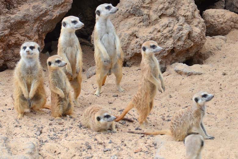 Contemplando os suricates