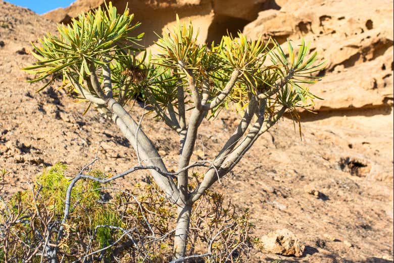 Un tabaiba dans le sud de Tenerife