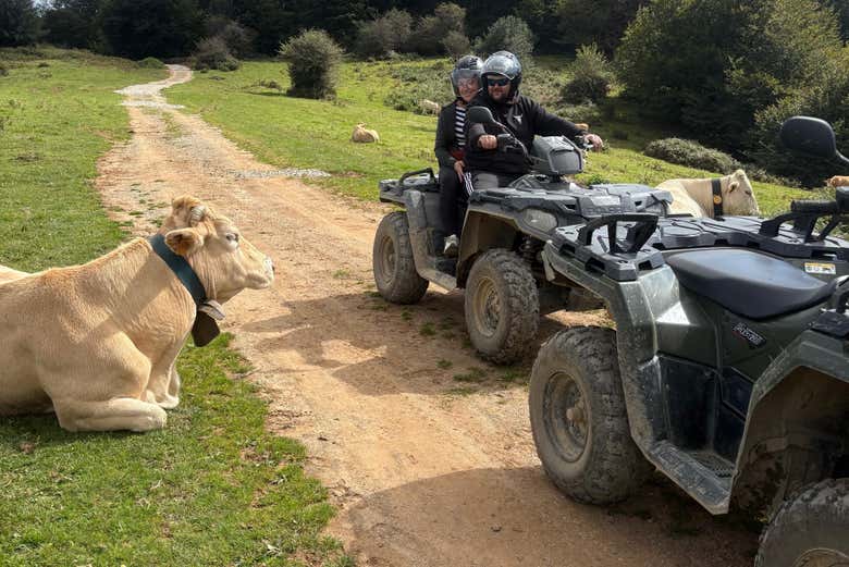 Pasando junto a una vaca del valle de Ultzama