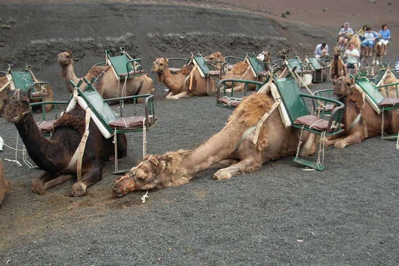 Camels resting in the national park