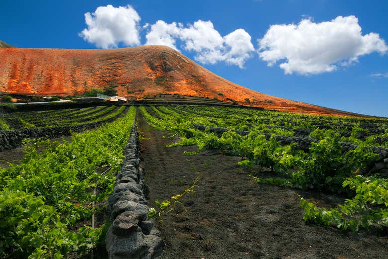 Viñedos en La Geria