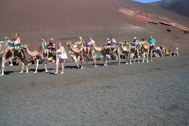 Paseando en camello por los paisajes de Timanfaya