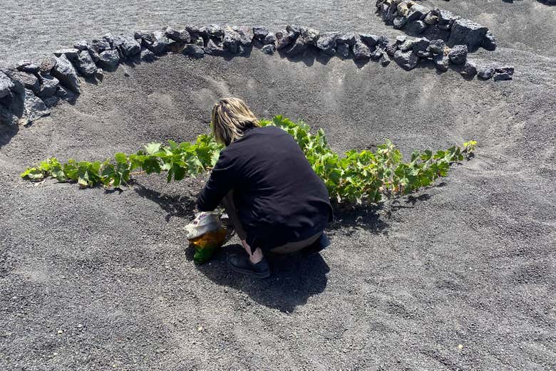 Visiting the vineyards