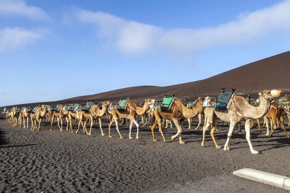 Paseo en camello por Timanfaya