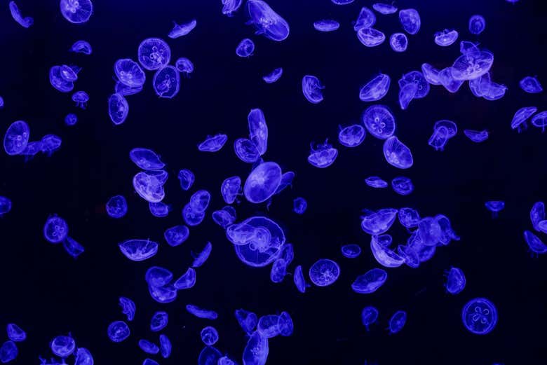 Decenas de medusas