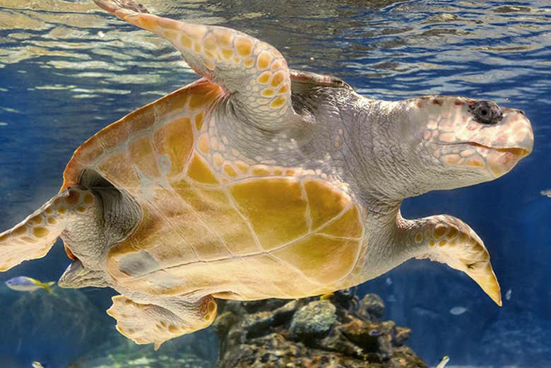 Os sorprenderá el tamaño de las tortugas marinas