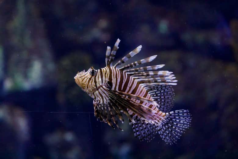 Veréis peces de lo más curiosos