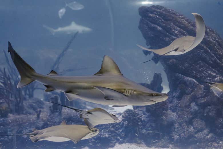 Impresionantes tiburones en el acuario