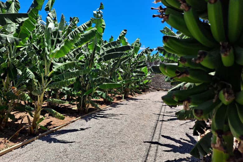 Enjoying a guided tour of Banana World