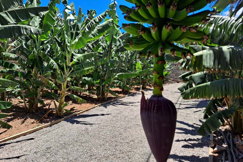 Learning all about bananas from the Canary Islands