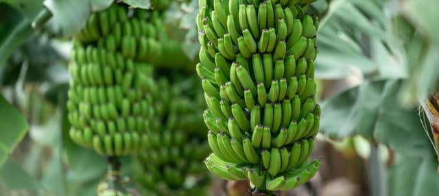 Banana World Guided Tour