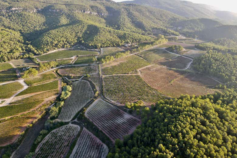 Vineyard landscapes