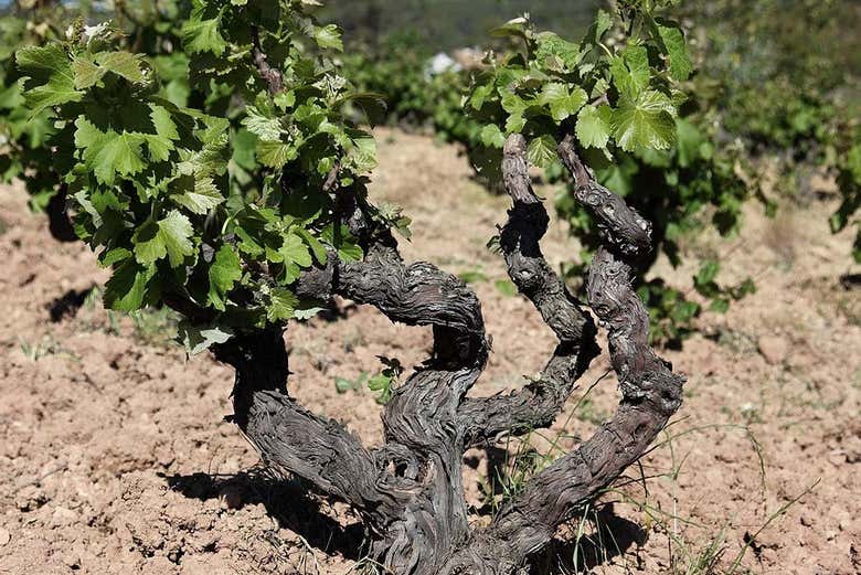 Vineyards in MontRubí