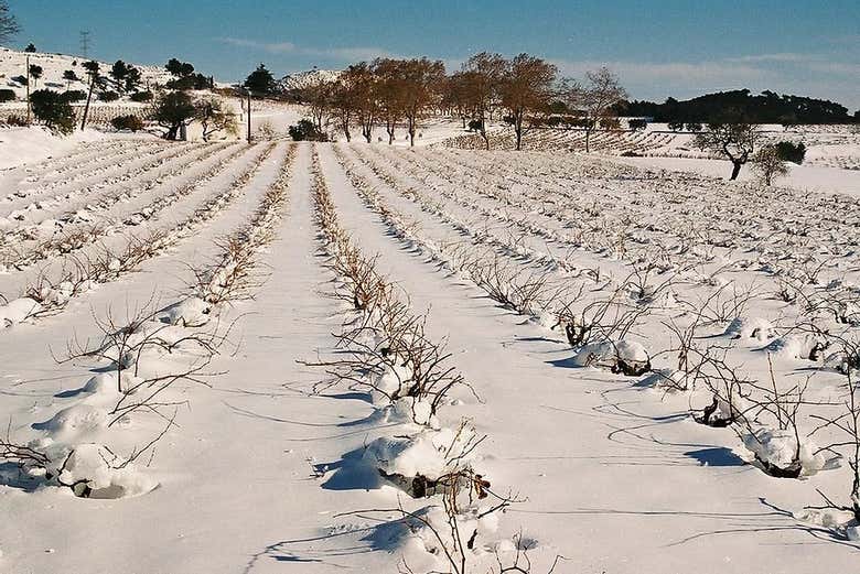 Vineyards in winter