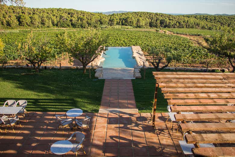 Getting to know the vineyards
