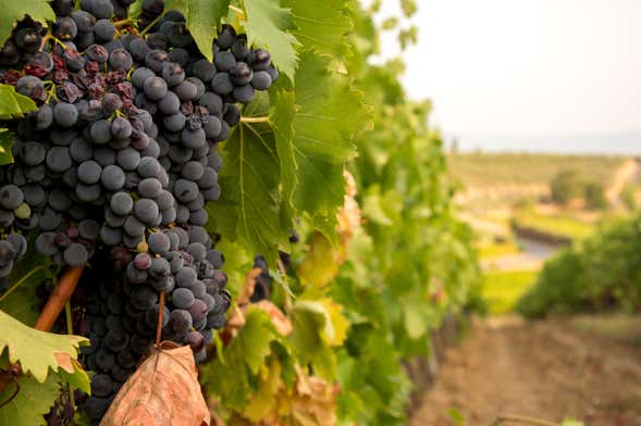 Visita a la bodega MontRubí