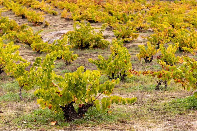 Viñedos de la provincia de Ávila