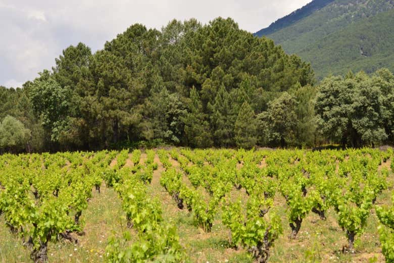 Viñedos en la Sierra de Gredos