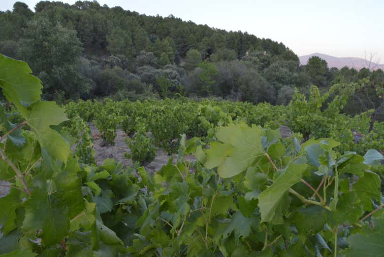 Viñedo de las bodegas Huellas del Tiétar