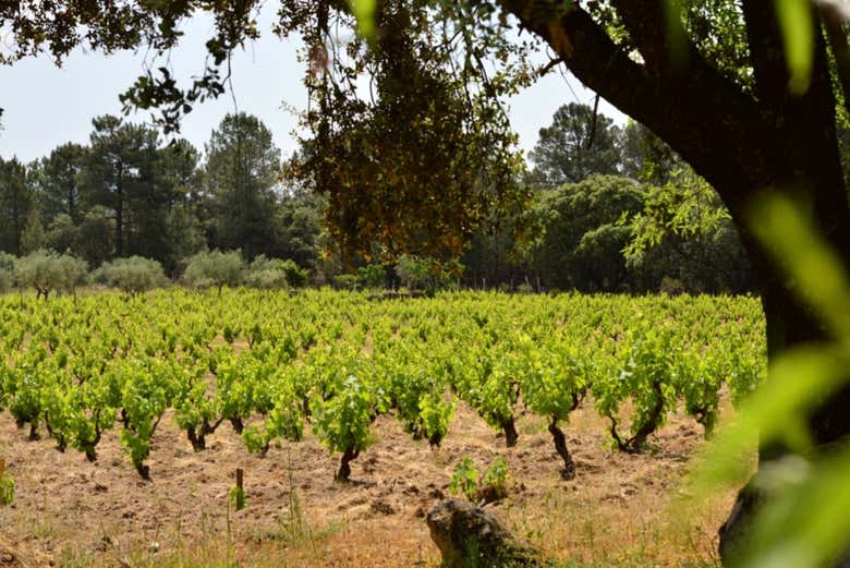 Viñedo de Huellas del Tiétar