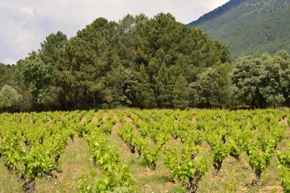 Visita a la bodega Huellas del Tiétar
