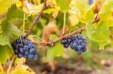 Visita a la bodega Huellas del Tiétar
