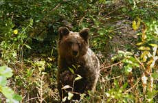 Cantabrian Brown Bear Sighting