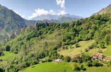 Ponga Natural Park Tour