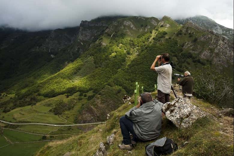Searching for the brown bears