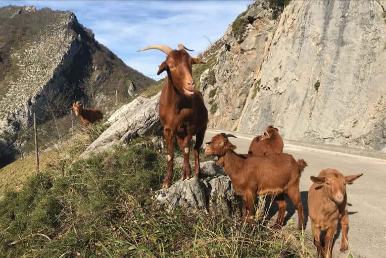 Goats on the road
