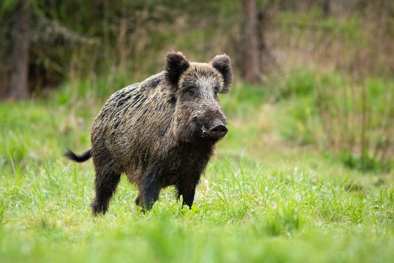 Wild boar in the Asturian mountains