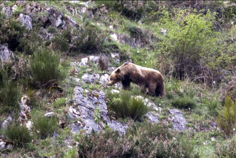 Cantabrian brown bear