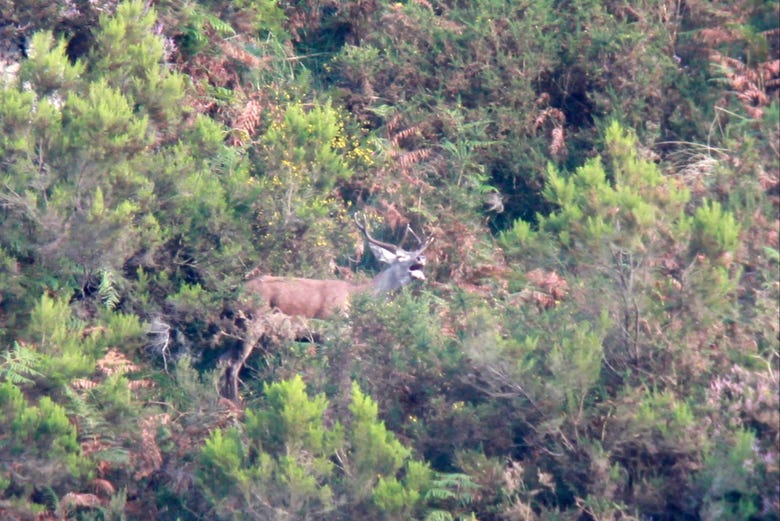 Ciervo berreando en la Sierra Bedular