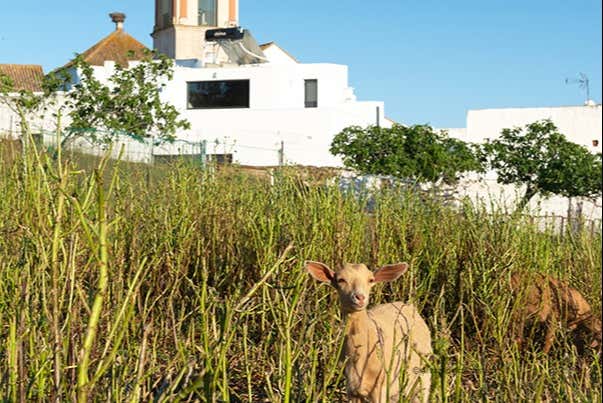 Campos que rodeiam o bairro de Villa de Ayamonte