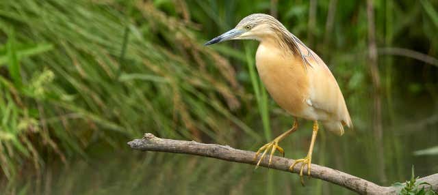 Avistamiento de aves en Badajoz