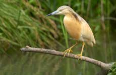 Avistamiento de aves en Badajoz