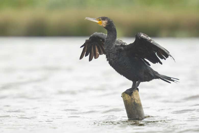 Cormoran