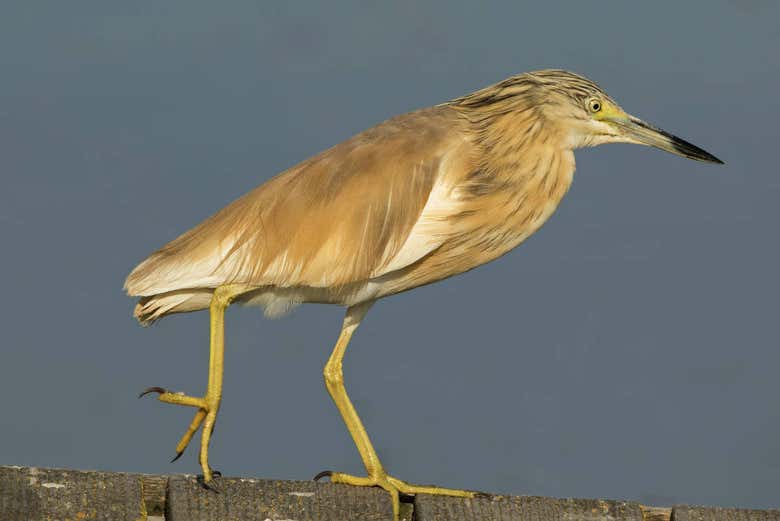 Crabier chevelu
