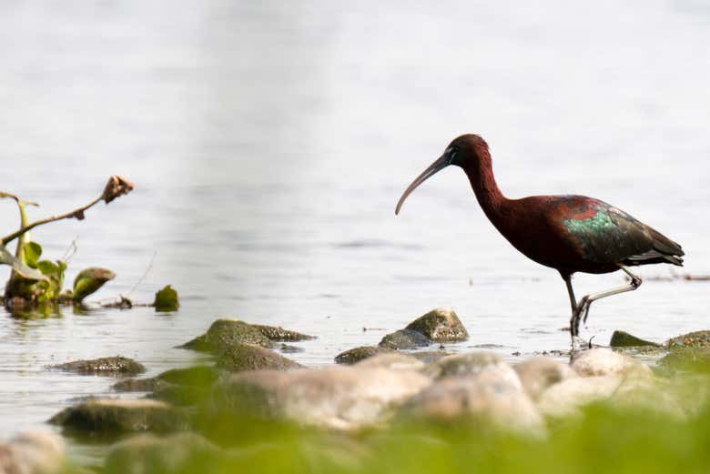 Ibis falcinelle