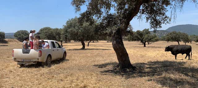 Tour del toro en 4x4 por los Llanos de Olivenza